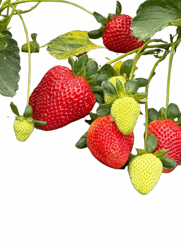 Fragole