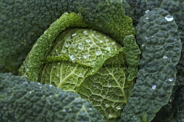 Cavolo nero